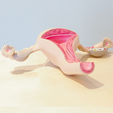 Modell der weiblichen Sexualorgane